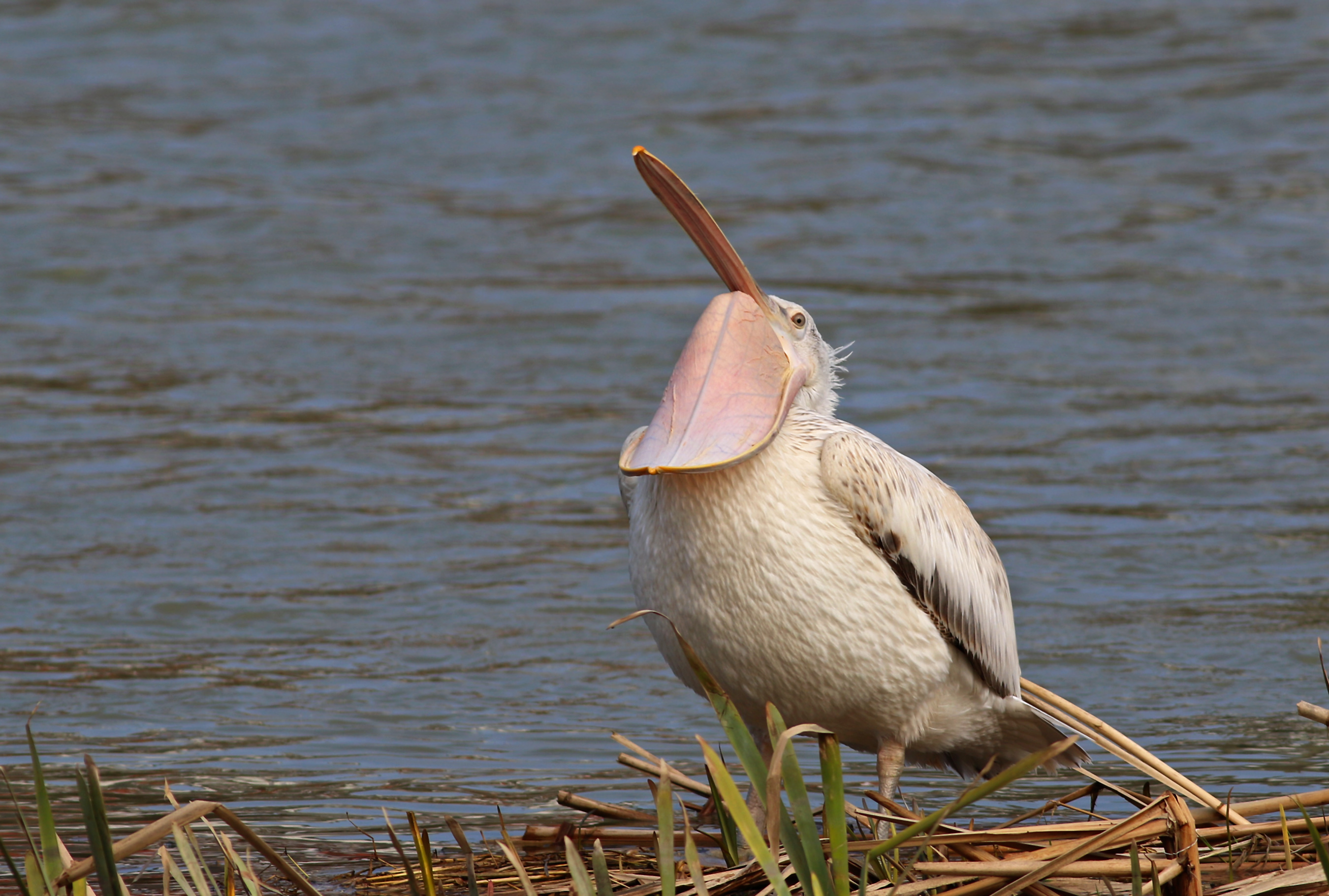 Dalmatian Pelican